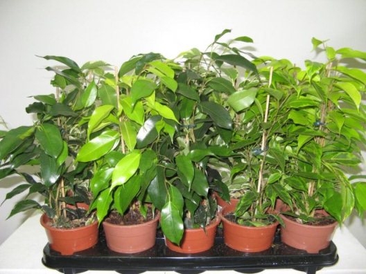 Ficus Care zu Hause 05