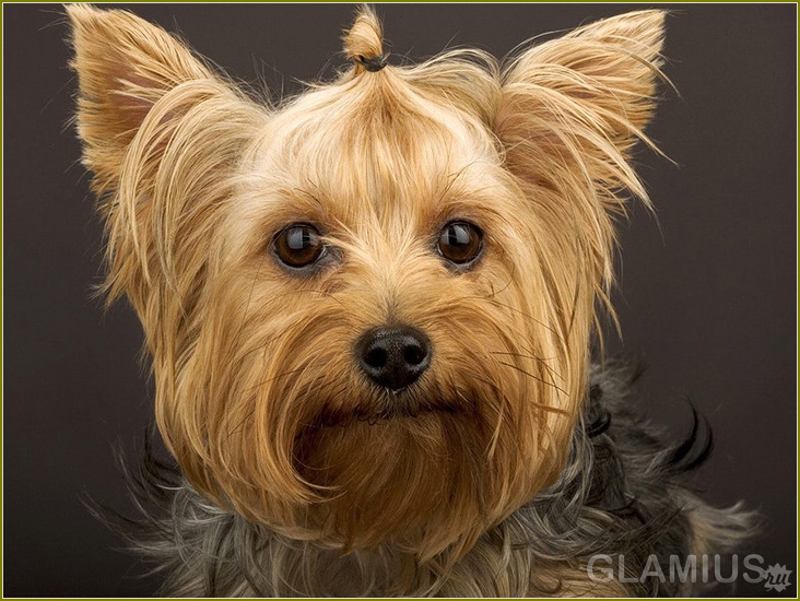 Wie kümmere ich mich um den Yorkshire Terrier? 05