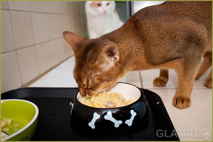 Was ist besseres Futtermittel oder natürliches Essen 11