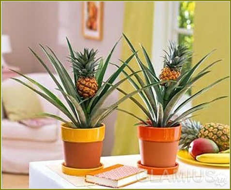 Wie man Ananas zu Hause wächst 04