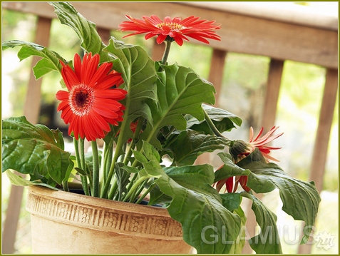 Wie man Gerbera wächst 02