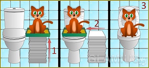 Wie lehre eine Katze zur Toilette? 01