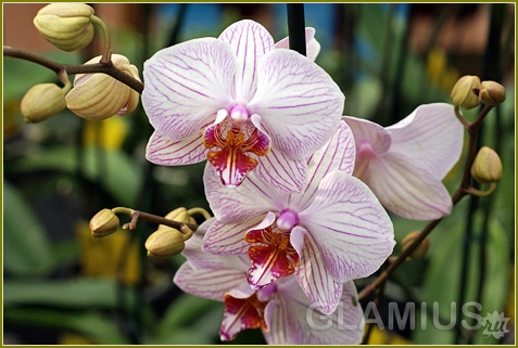 Welche Blumen können Sie einem Mann geben? 08