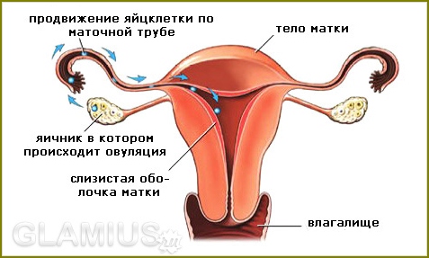 Welcher Tag ist Eisprung? 02