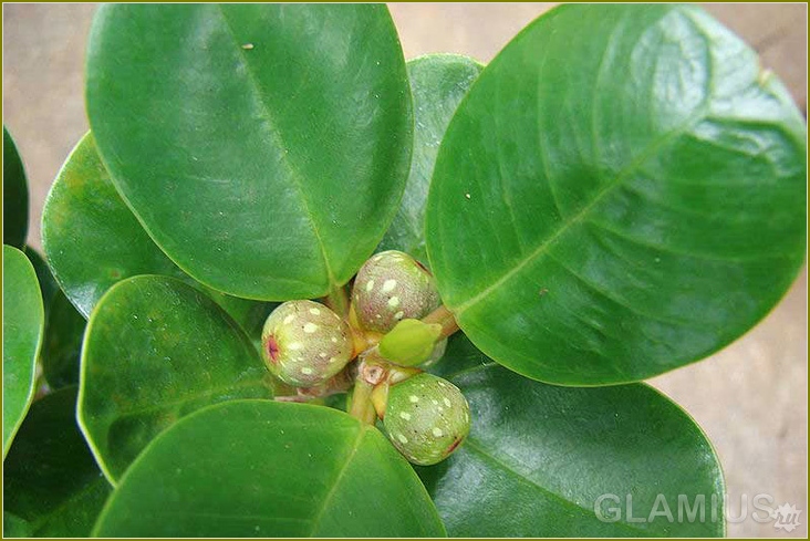 Wie kümmere ich mich um Ficus? 01