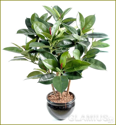 Wie kümmere ich mich um Ficus? 02